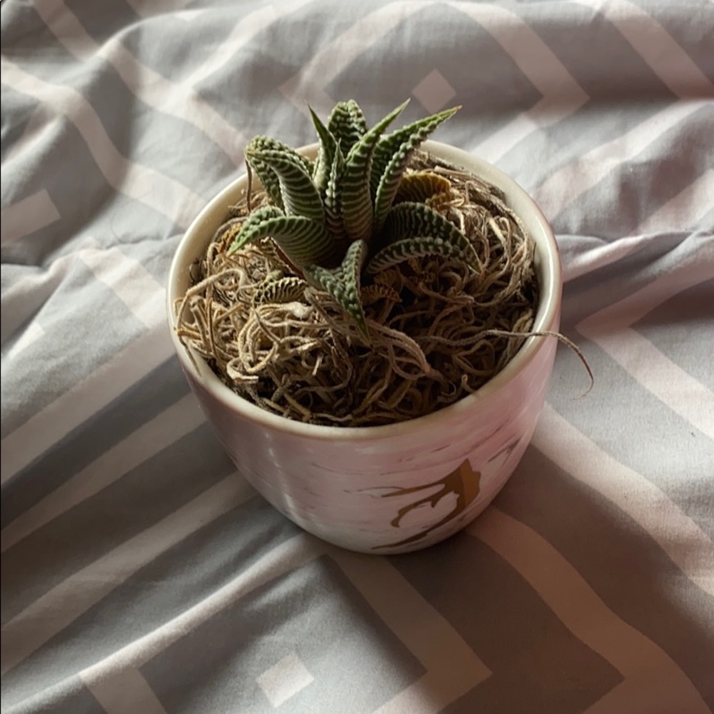 Cute small faux plant